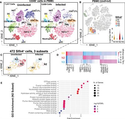 Schlafen4+-MDSC in Helicobacter-induced gastric metaplasia reveals role for GTPases